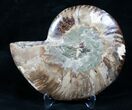 Beautiful Split Ammonite (Half) #5500-1